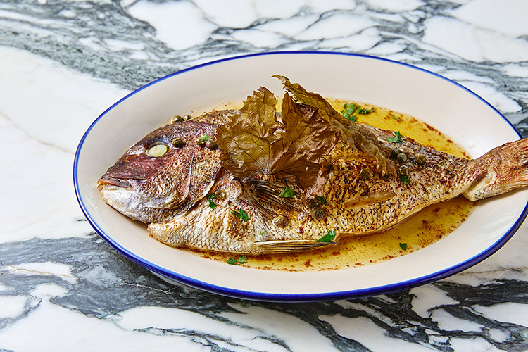 SNAPPER